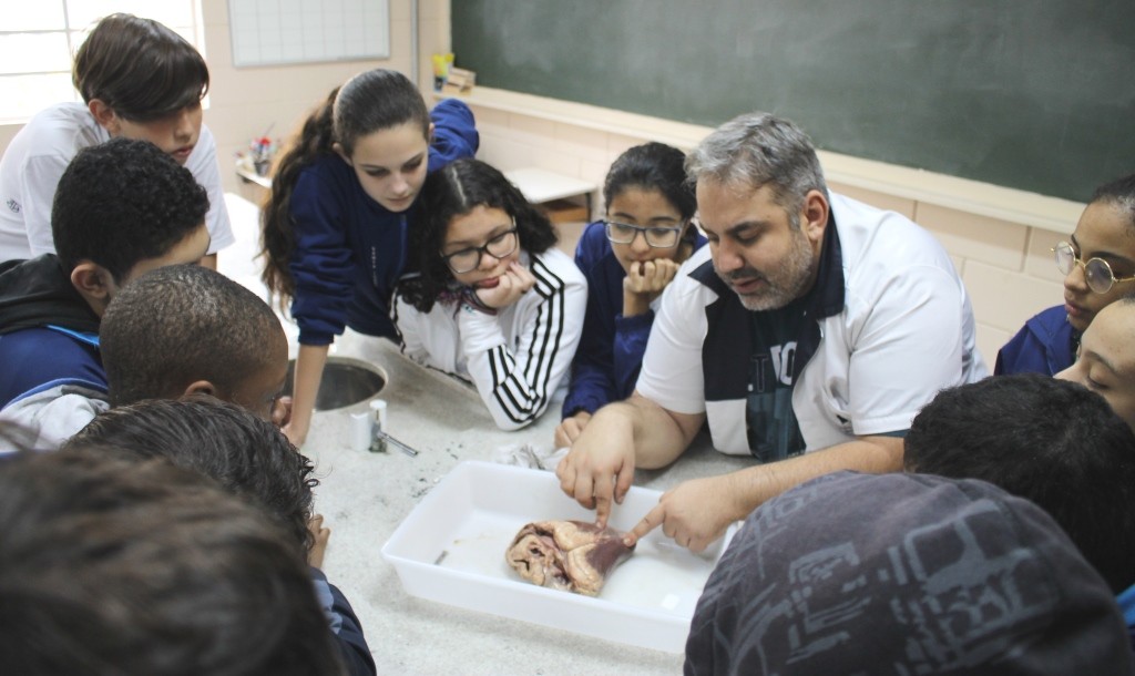 Estudando a anatomia do coração.